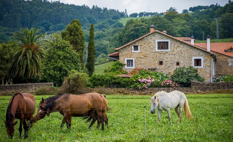 Caballos
